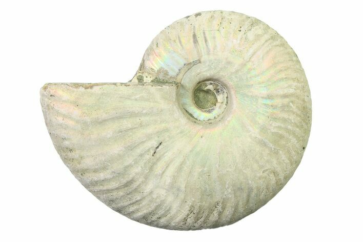 Silver Iridescent Ammonite (Cleoniceras) Fossil - Madagascar #327739